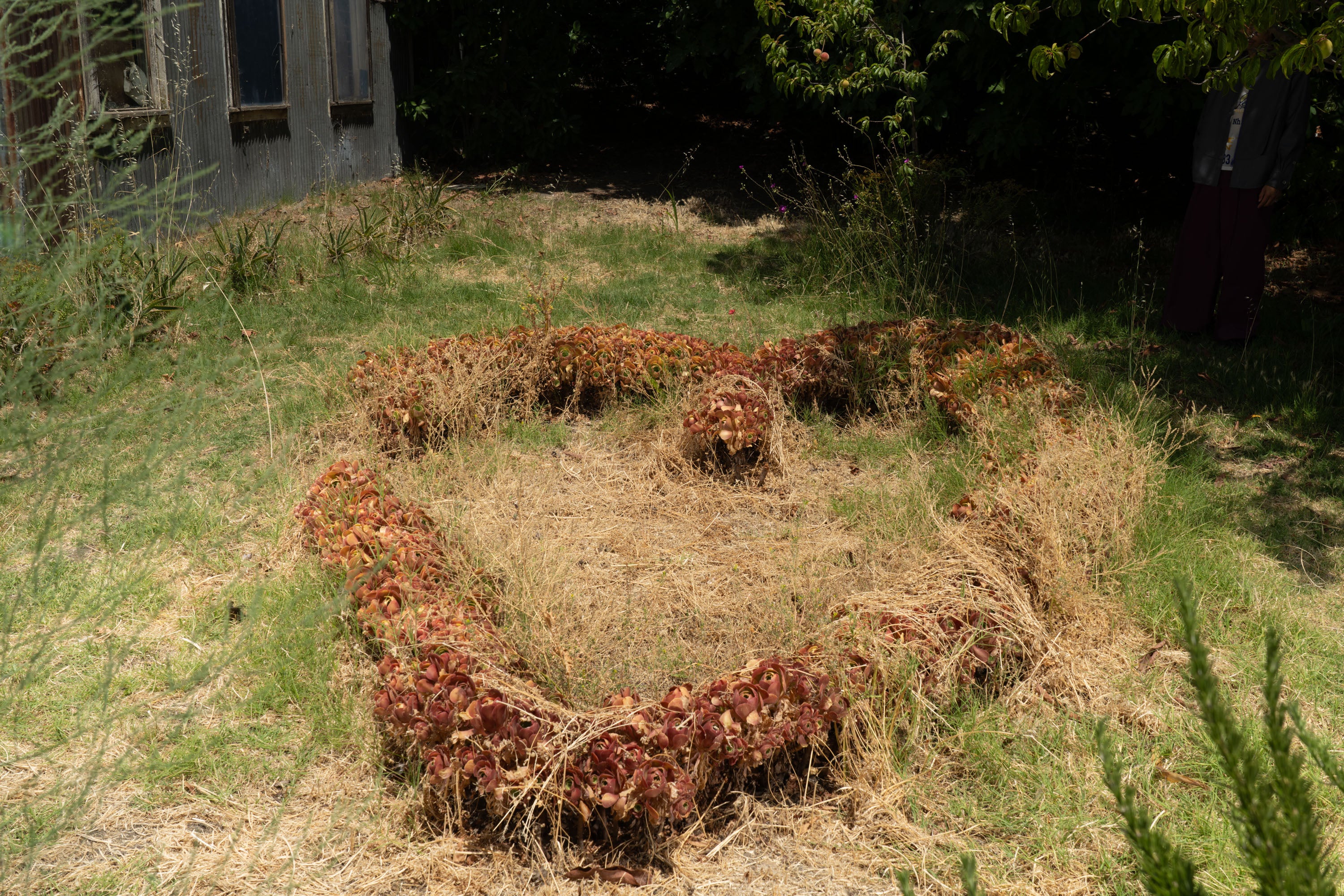 Couple standing behind wispy green plant